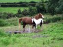 Ireland_Farm_2012-08-04_08-13-32_1_s.jpg