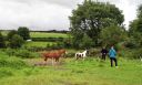 Ireland_Farm_2012-08-04_08-32-32_s.jpg